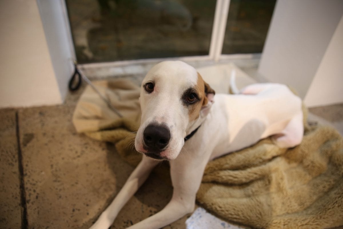 Grassi - May 2018 (1)