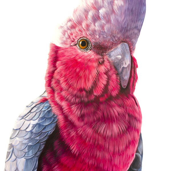Nancy - Galah Cockatoo oil on canvas 152 x 110cm $4200AUD copy
